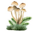 Marasmius oreades light brown edible mushroom in grass and leaves illustration. Hand drawn watercolor champignon Royalty Free Stock Photo