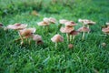 Marasmius oreades Mushroom in Grass Royalty Free Stock Photo