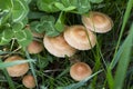 Marasmius oreades mushrooms in the field edible summer mushroom