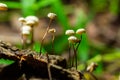 Marasmius rotula, called the pinwheel mushroom, the pinwheel marasmius, the little wheel, the collared parachute, or the horse