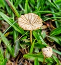 Marasmius rotula is a common species of agaric fungus in the family Marasmiaceae..