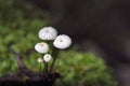 Marasmius rotula is a common species of agaric fungus in the family Marasmiaceae