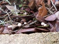 Marasmius rotula is a common species of agaric fungus