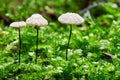 Marasmius rotula in the natural environment.