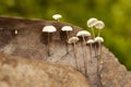 Marasmius rotula