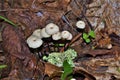 Marasmius Rotula Little Wheel Mushroom
