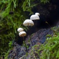 Marasmius rotula mushroom