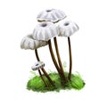 Marasmius rotula, pinwheel or little wheel, collared parachute or horse hair mushroom digital art illustration. Boletus has thin