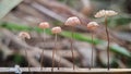 Marasmius siccus orange fungus that grows on dead grass stems. Royalty Free Stock Photo