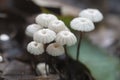 Marasmius wettsteinii musrooms