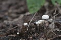 Marasmius wettsteinii musrooms