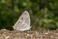 Marbeled map Butterfly pair at Garo Hills,Meghalaya,India Royalty Free Stock Photo