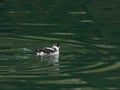 Marbeled murrelet in Southeast Alaska Royalty Free Stock Photo