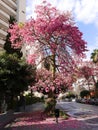 Avocado Tree in Street in Marbella Andalucia Spain Royalty Free Stock Photo