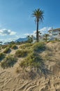 Marbella dunes with palmtree and mountain Royalty Free Stock Photo