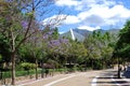 Tree lined park path, Marbella, Spain. Royalty Free Stock Photo