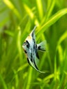 Marble Angelfish pterophyllum scalare isolated in tank fish with blurred background Royalty Free Stock Photo