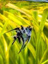 Marble Angelfish pterophyllum scalare isolated in tank fish with blurred background Royalty Free Stock Photo