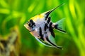 Marble Angelfish pterophyllum scalare isolated in tank fish with blurred background Royalty Free Stock Photo