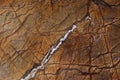 Marble background, natural stone of bright orange color with branched veins is called Bidasar Brown