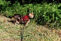 Bengal cat on a harness and leash on a stroll outside side view