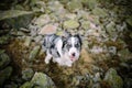 Marble border collie sitting on the rocks