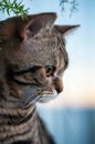 Marble British shorthair cat with yellow eyes