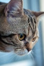 Marble British shorthair cat with yellow eyes