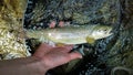 A marble and brown trout hybrid fish in a fishing net after being caught Royalty Free Stock Photo