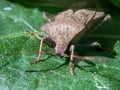 Marble bug, Halyomorpha halys, on a green leaf in natural light Royalty Free Stock Photo