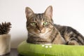 Marble cat relaxing in comfortable green cat bed with white paw prints, beautiful lime eyes, serious expression