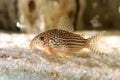 Marble catfish fish. Macro closeup background Royalty Free Stock Photo