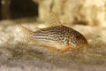 Marble catfish fish. Macro closeup background Royalty Free Stock Photo
