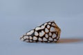 Marble Cone Shell. Conus Marmoreus Linne Royalty Free Stock Photo
