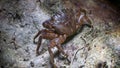 Marble crab (Pachygrapsus marmoratus