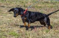 Marble dachshund. breed dachshund dog