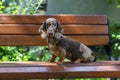 Marble dachshund puppy on a bench in the park