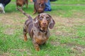 Marble dachshund walking on the green grass