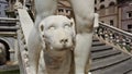 Marble dog, Pretoria fountain, palermo