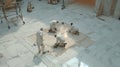 Marble floor installation contractors working on tile design project in building construction site Royalty Free Stock Photo