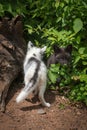 Marble Fox and Silver Fox Vulpes vulpes Back and Front