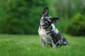 Marble French Bulldog. Rare Color Of The Dog. Puppy On The Grass