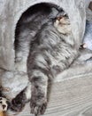 Maine coon kitten sleep in his house Royalty Free Stock Photo