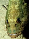 Marble Grouper Epinephelus microdon. Royalty Free Stock Photo