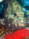 Marble Grouper Epinephelus microdon. Royalty Free Stock Photo