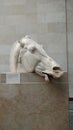 Marble head of a Horse at the British Museum