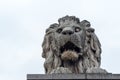 Marble lion statue . Ancient lion monument on Chain Bridge in Budapest, Hungary. Lion with open mouthsta Royalty Free Stock Photo