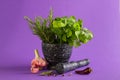 Marble mortar and pestles with rosemary garlic and pepper Royalty Free Stock Photo