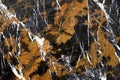 Marble, Onyx & Granite Textures