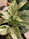 Pothos marble queen 2564 Royalty Free Stock Photo